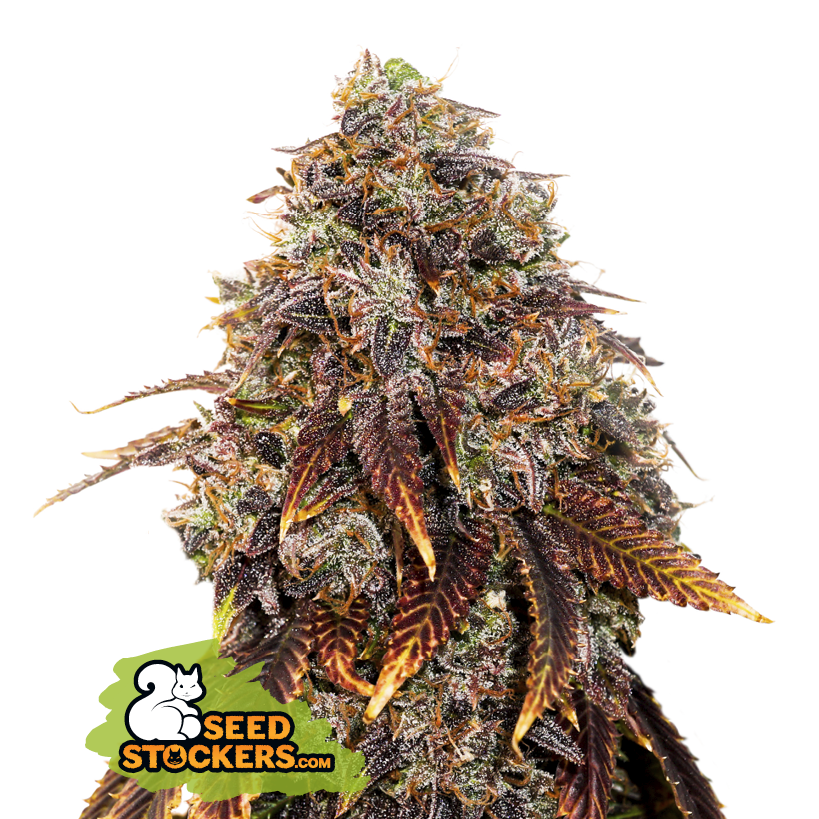 18  Gelato 41  Feminised  Cannabis  Seeds